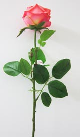 Rose 66cm rosa